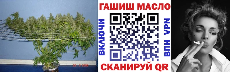 закладки  Дрезна  ТГК концентрат 